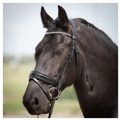 Trense Diamond Lacque