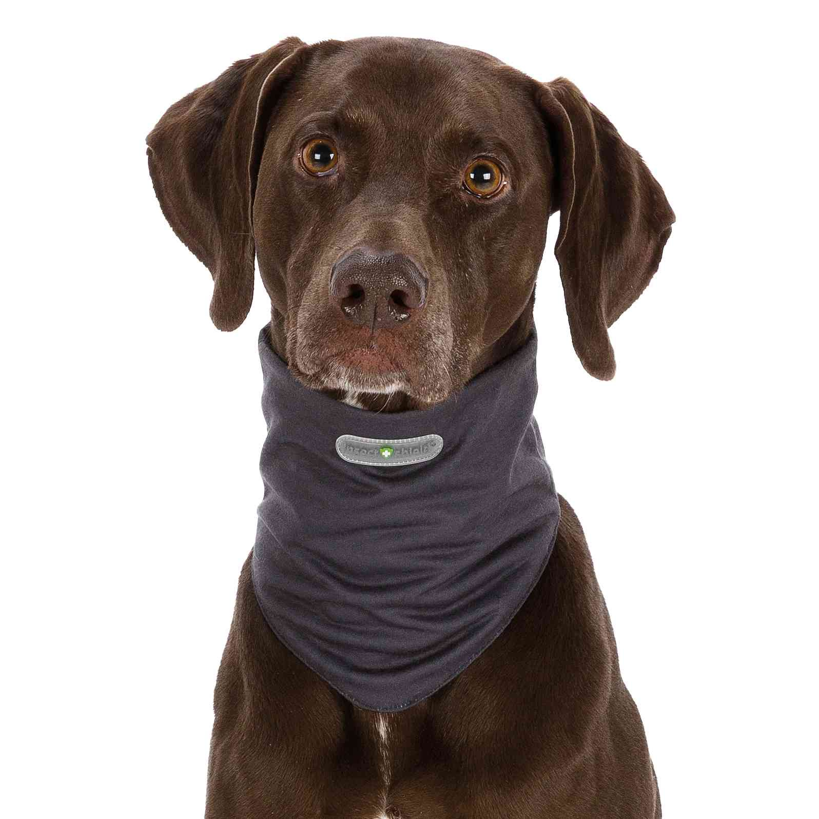 Insect Shield Dog Loop