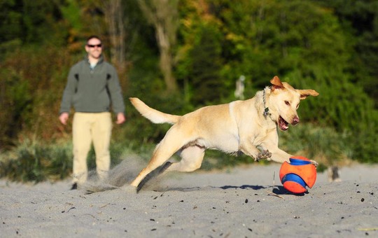 Chuckit Kick Fetch