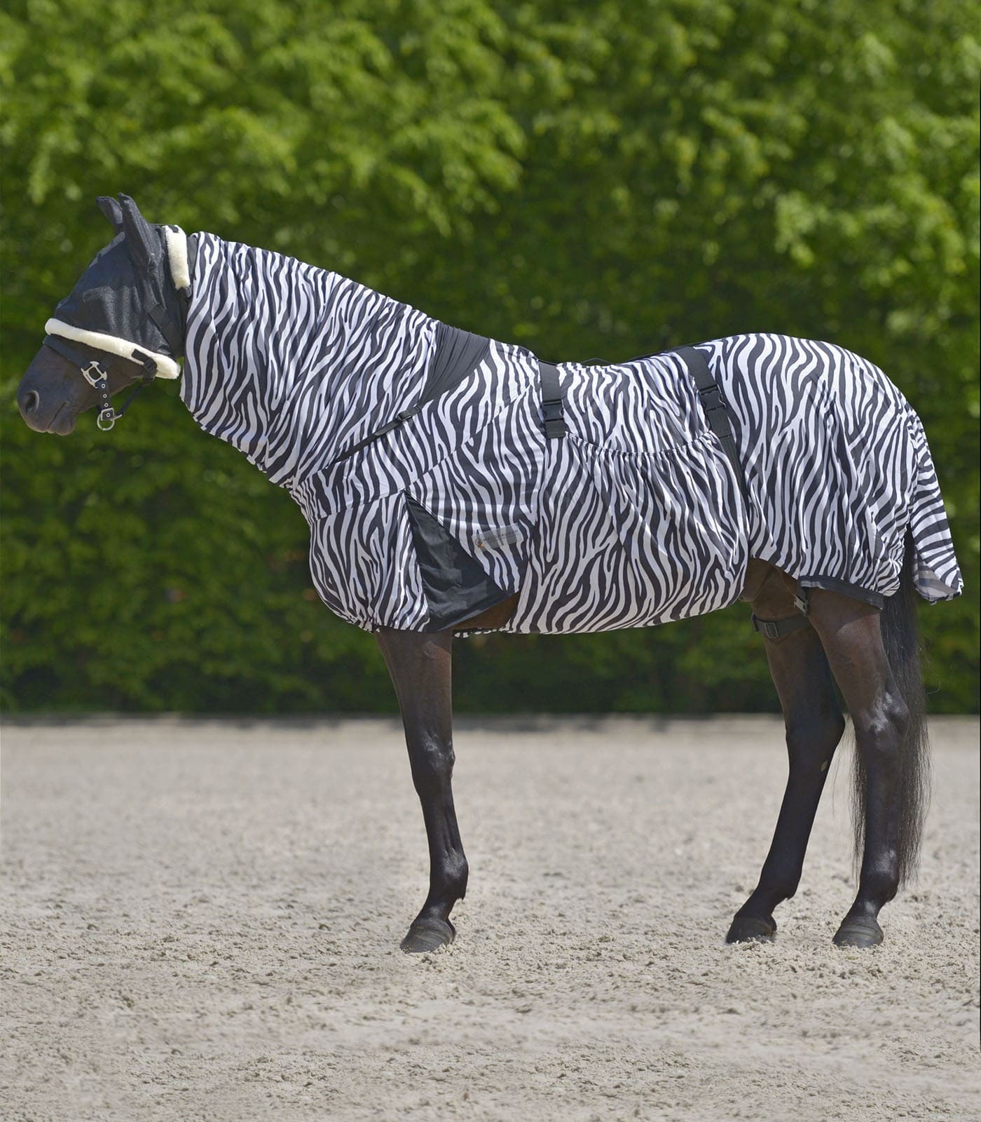 Ekzemdecke Zebra