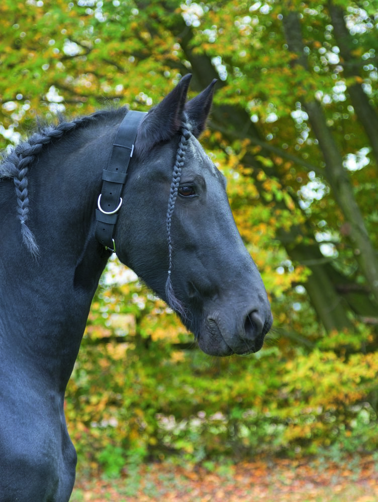 Halsriemen für Pferde, 5cm breit